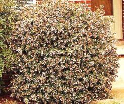 Abelia x grandiflora AUDEROSE® 'Minaud'