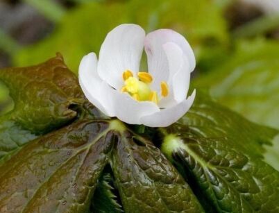 Stopowiec himalajski Podophyllum hexandrum /C2 *K16