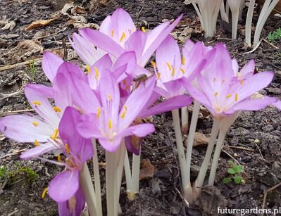 Zimowit jesienny THE GIANT, in.Krokus jesienny - cebulka 1szt.