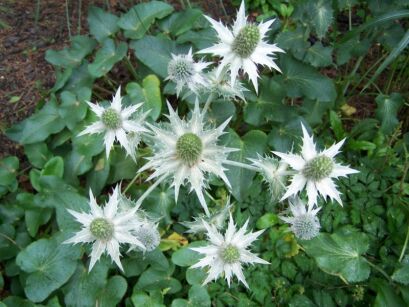 Mikołajek olbrzymi Eryngium giganteum ~ 20 szt. nasion  