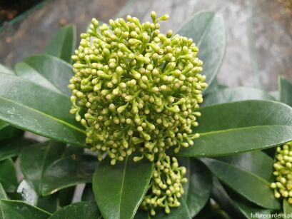 Skimmia japonica WHITE GLOBE /C2 *T11-12