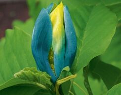 Magnolia acuminata BLUE OPAL Magnolia niebieska C2/10-20cm *K9