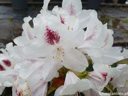 Różanecznik wielkokwiatowy BIAŁY (z oczkiem) Rhododendron arboreum C2/20-40cm *K9