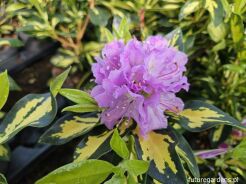 Rhododendron BLATTGOLD C3/30cm *K14