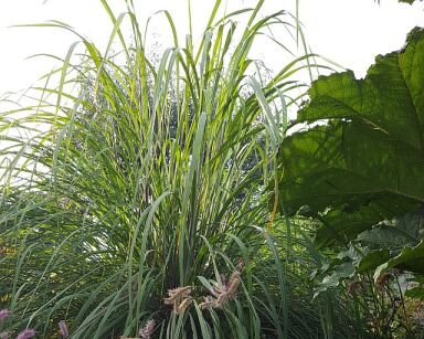 Trawa raweńska Erianthus ravennae in.Hardy Pampas Grass /P13 *K8