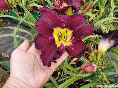 Liliowiec BELA LUGOSI Hemerocallis /C2 *1K