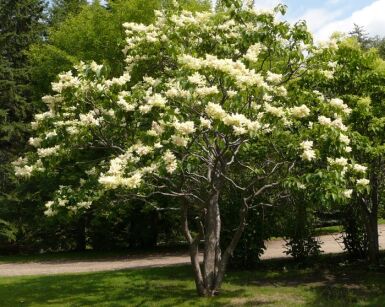 Lilak japoński IVORY SILK Syringa reticulata C2/60cm