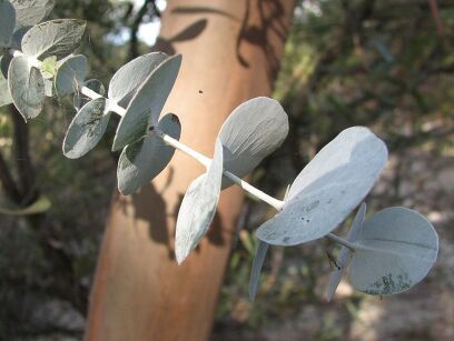 Eukaliptus sercowaty Eucalyptus cordata C3/60cm