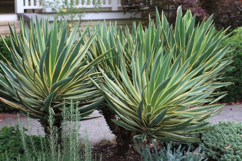 Yucca gloriosa VARIEGATA na pniu Juka /C5 *T1