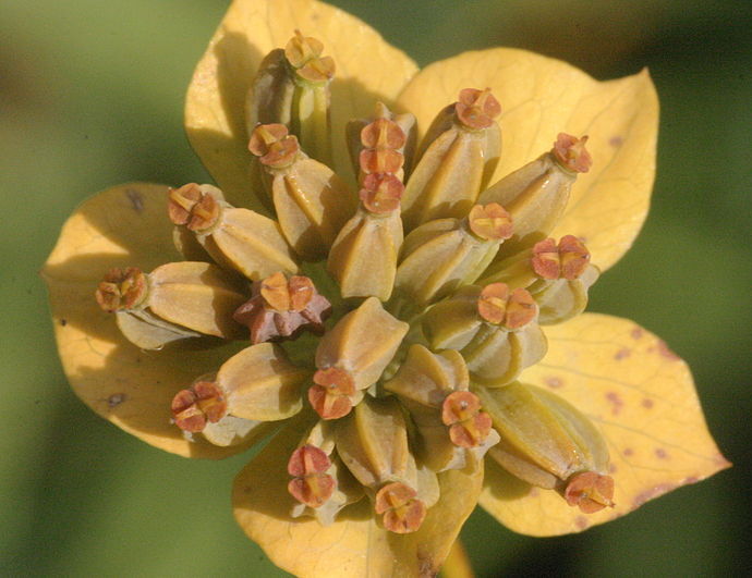 Przewiercień długolistny Bupleurum longifolium /C2