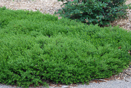 Pachystima canbyi Paxistima canbyi syn.Canbya paxistima /C2 *K14