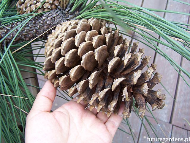 Sosna Jeffreya Pinus Jeffreyi C3/30-40cm *K4