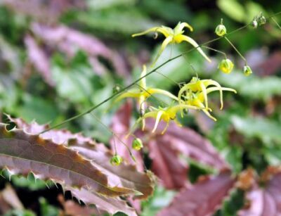 Epimedium SPHINX TWINKLER /C1