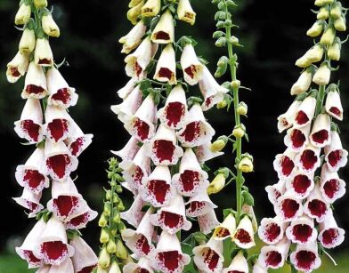 Naparstnica purpurowa 'PAMS CHOICE' Digitalis purpurea /C2 *K7