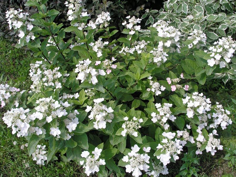 Hortensja bukietowa DART'S LITTLE DOT 'Darlido' Hydrangea paniculata