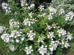 Hortensja bukietowa DART'S LITTLE DOT 'Darlido' Hydrangea paniculata