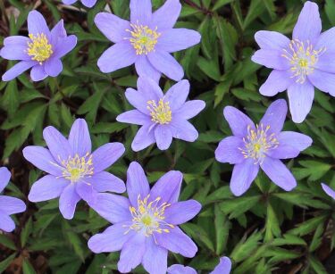 Zawilec gajowy ROYAL BLUE Anemone nemorosa /P9 *K25