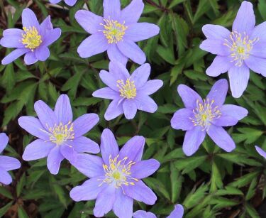 Zawilec gajowy ROYAL BLUE Anemone nemorosa /P9 *K16