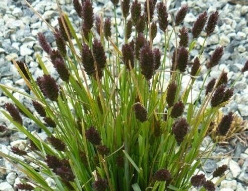 Sesleria sadleriana /C1,5 *K5