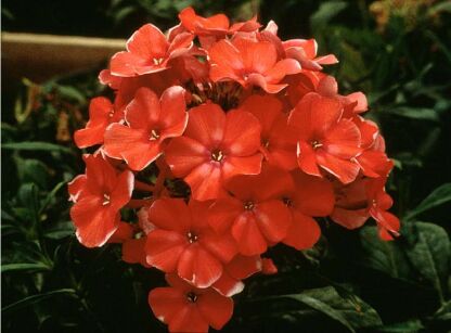 Płomyk wiechowaty ORANGE PERFECTION Phlox paniculata Floks /P9 *7