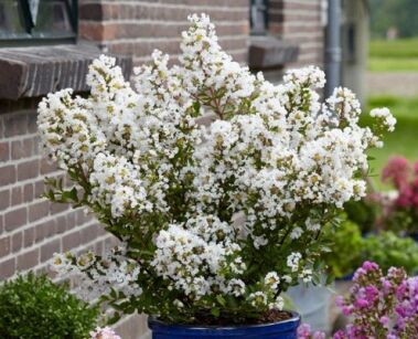 Lagerstroemia karłowa WITH LOVE VIRGIN 'Milabla' PBR L.indica Bez południa C2/20cm *K9