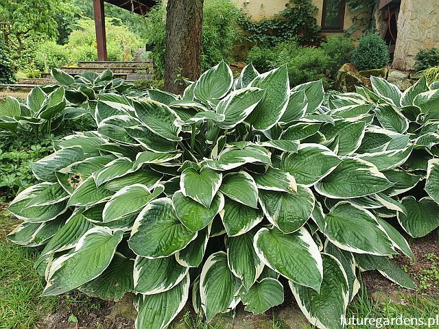 Hosta FRANCEE Funkia /C2 *K7