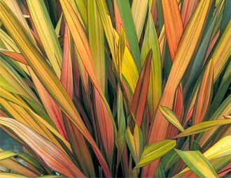Len nowozelandzki SUNDOWNER Tęgosz Phormium tenax P14/60-80cm *K15w18