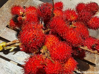 Liczi chińskie Litchi chinensis /C2