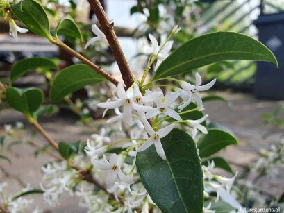 Osmanthus burkwoodii C2/50-60cm *K8