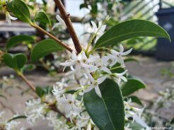 Osmanthus burkwoodii C3/30-50cm *K20