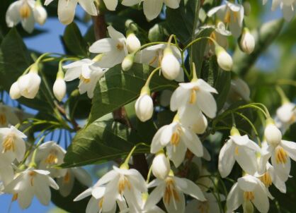 Deutzia hybrida strawberry fields