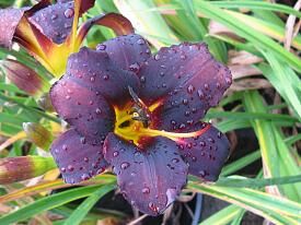 Liliowiec STARLING Hemerocallis