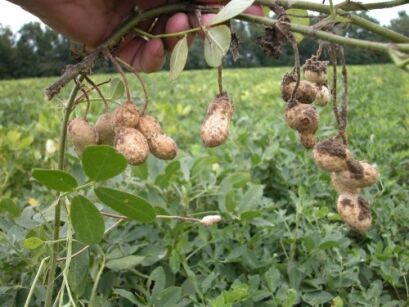 Orzech ziemny - 5 sztuk nasion Arachis Hipogea