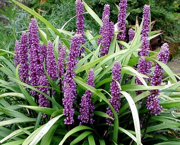 Liriope szafirkowata MONEYMAKER Liriope muscari /C2