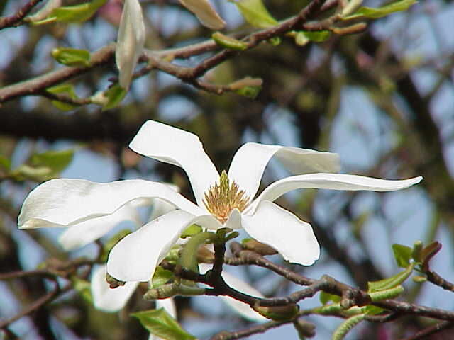 Magnolia kolumnowa 'ISIS'® Magnolia kobus C5/100cm *K19