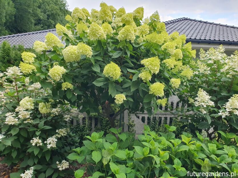 Hortensja bukietowa LIMELIGHT na PNIU Hydrangea paniculata C7,5/Pa60-80cm *K6