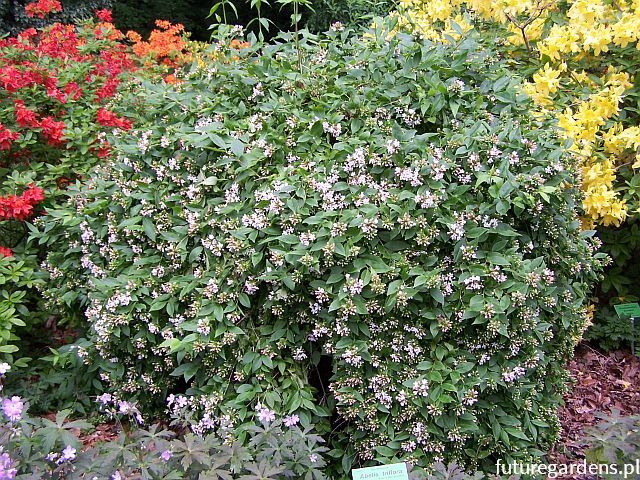 Abelia trójkwiatowa Abelia triflora C2/40-60cm *K24