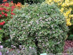 Abelia trójkwiatowa Abelia triflora C2/40-60cm *K24