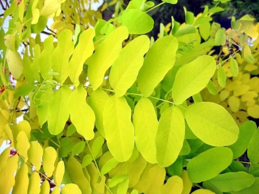 Robinia pseudoacacia FRISIA Robinia żółta C15/1,8-2,2m/obw.10cm