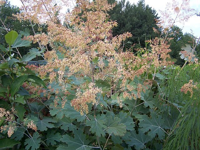 Makleja drobnoowockowa in.Bokkonia Macleaya microcarpa /C2 *K8