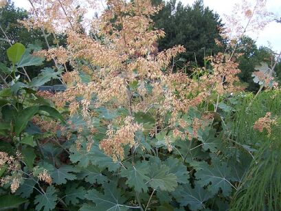 Makleja drobnoowockowa in.Bokkonia Macleaya microcarpa /C2 *K8