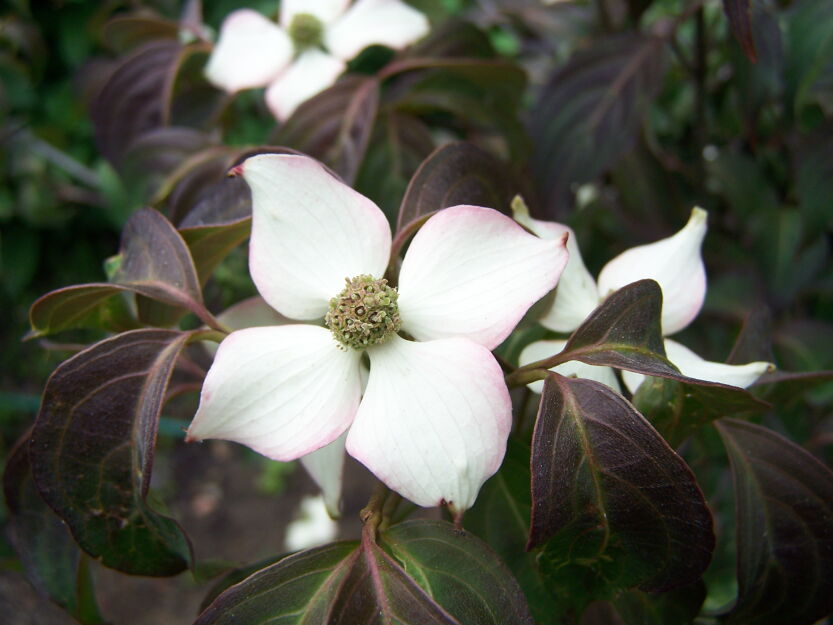 Dereń kousa COPACABANA Cornus kousa C4/80-100cm *TL