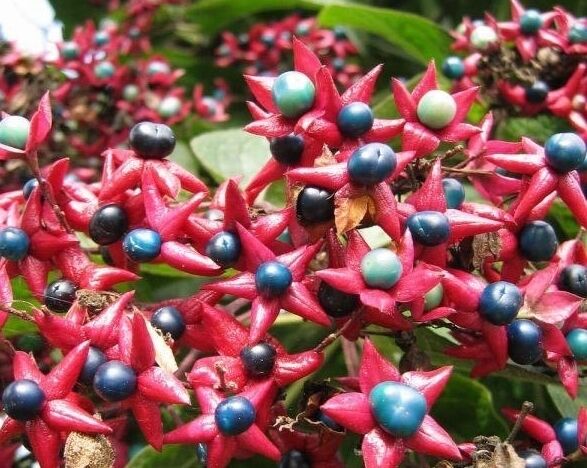 Szczęślin późny FARGESII Clerodendrum trichotomum var.fargesii C2/10-20cm *K8