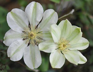 Clematis GUERNSEY CREAM Powojnik wielkokwiatowy /C2 *K8