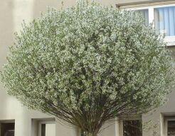 Wiśnia osobliwa UMBRACULIFERA na PNIU Prunus ×eminens C7,5/Pa120cm *PA