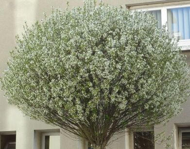Wiśnia osobliwa UMBRACULIFERA na PNIU Prunus ×eminens C7,5/Pa120cm *6-O