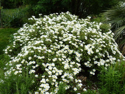 Cistus salvifolius Czystek szałwiolistny C1,5/10-20cm *G