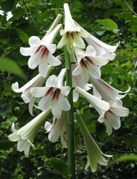 Lilia himalajska Cardiocrinum giganteum syn.Lilium giganteum /C3 *T22