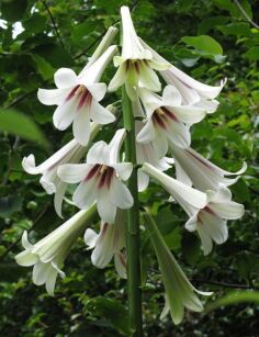 Lilia himalajska Cardiocrinum giganteum syn.Lilium giganteum /C3 *T22