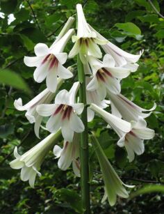 Lilia himalajska Cardiocrinum giganteum syn.Lilium giganteum - 5szt. nasion